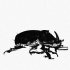 Insects Theory