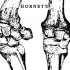 The Hornet's