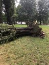 L'albero divelto